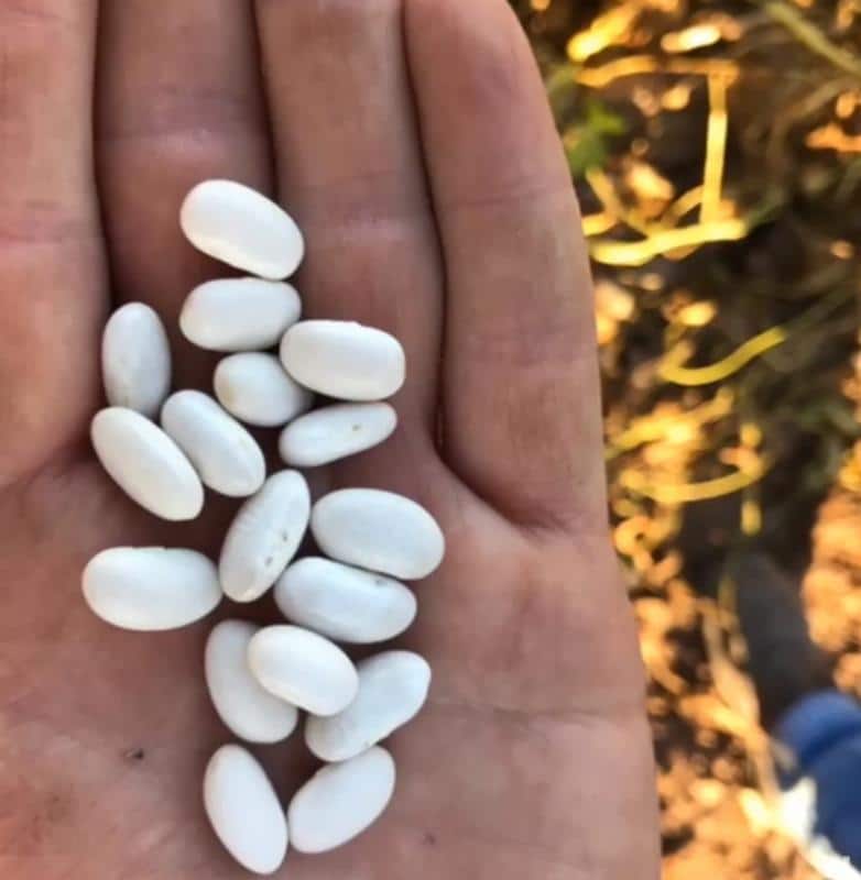 Argentine White Beans
